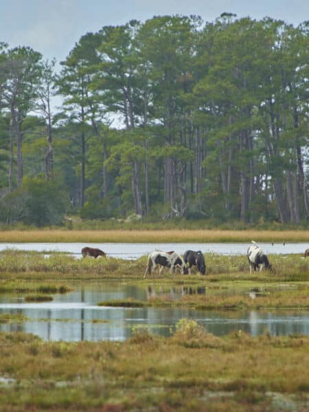 Jellystone Park™ at Chincoteague Island