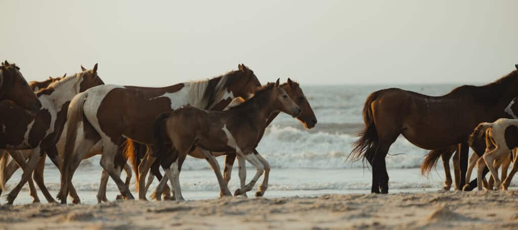 Chincoteague Wild Horses