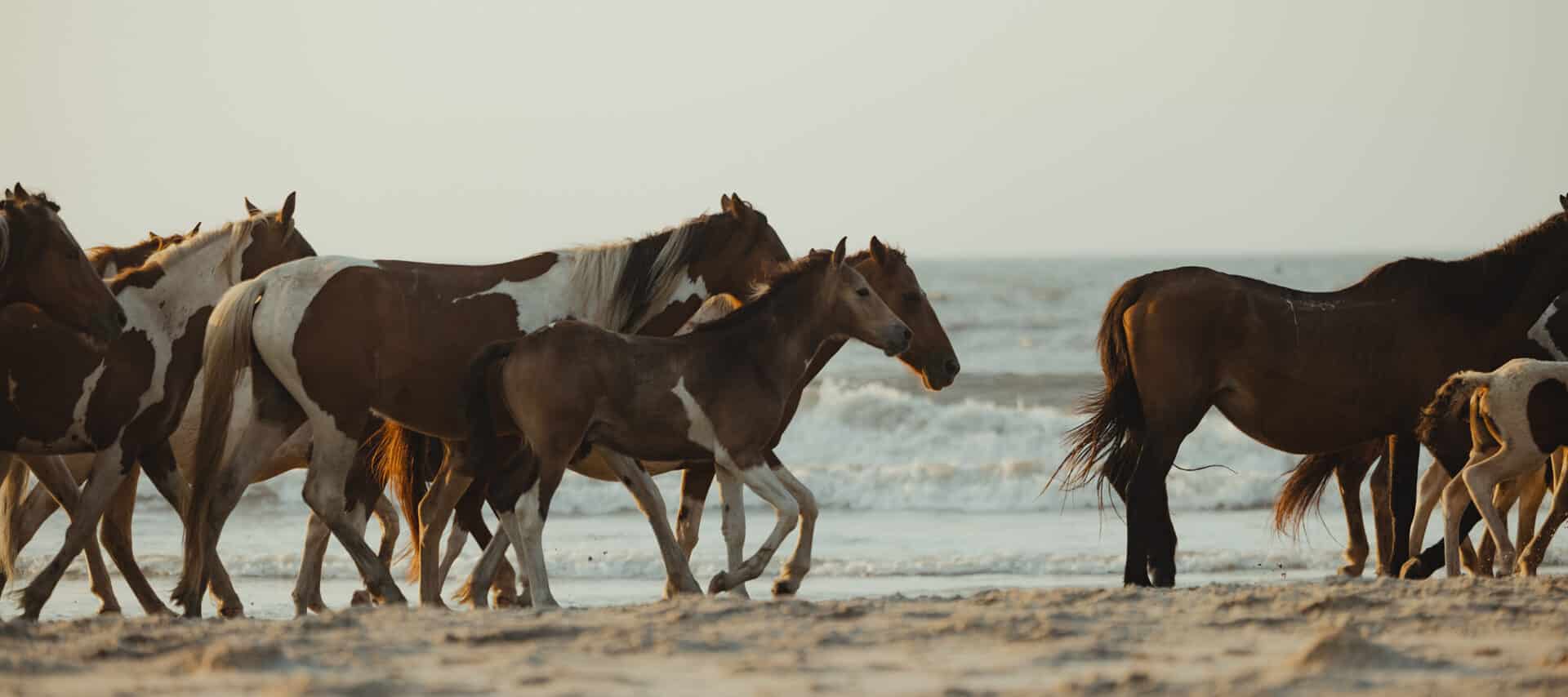 Chincoteague Wild Horses